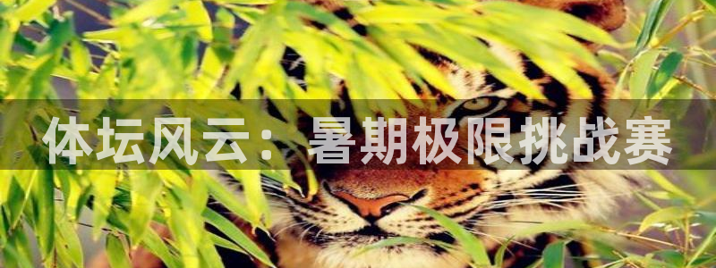 vsport体育官方正版app娱乐下载:体坛风云:暑期极限挑